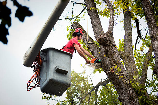 How Our Tree Care Process Works  in Mill Neck, NY